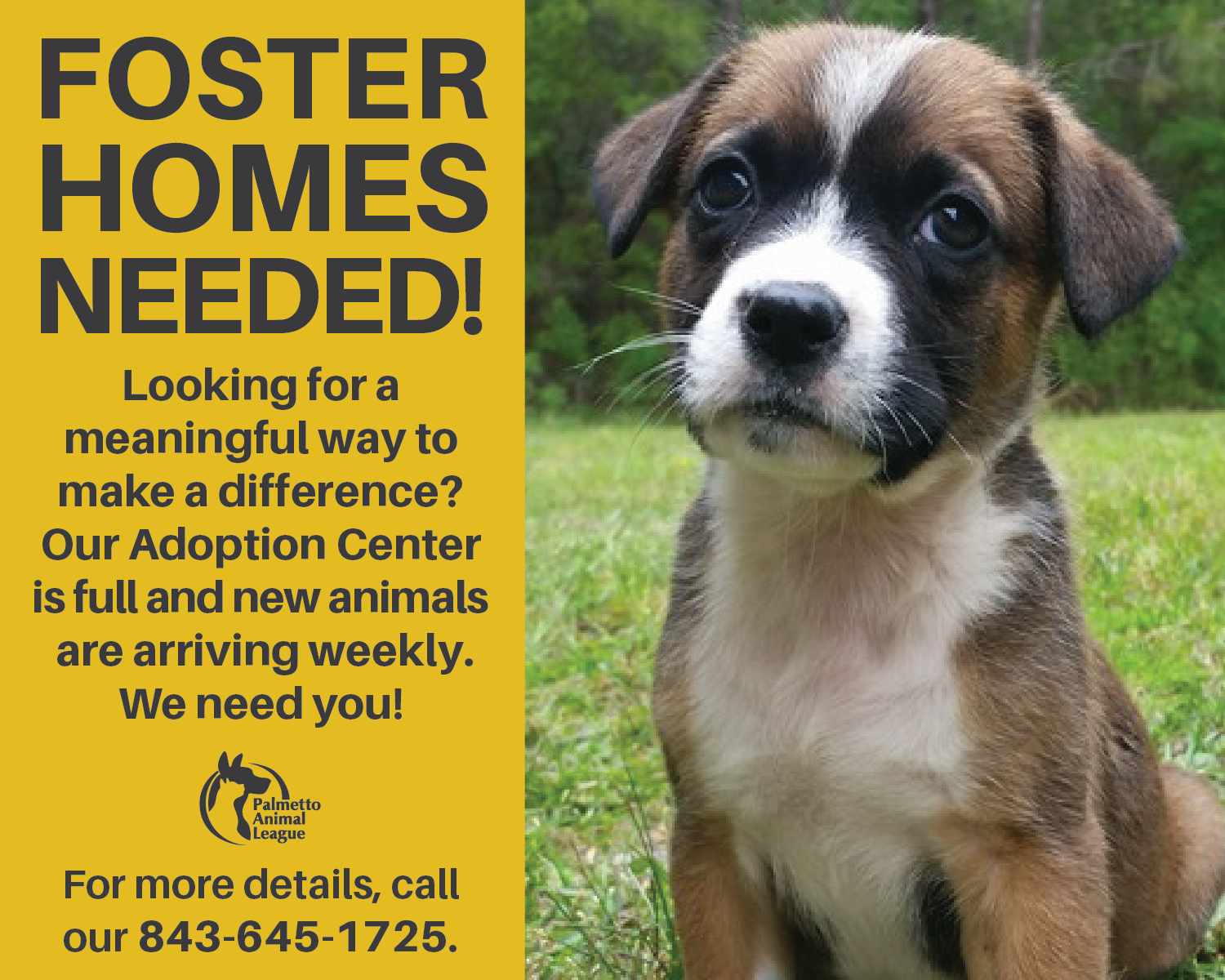 puppies for fostering near me