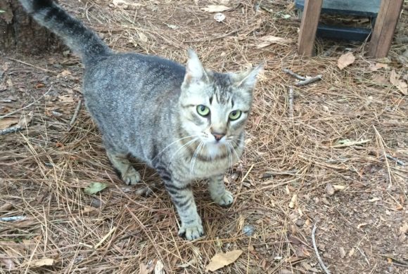 Residents care for Bluffton’s forgotten cats