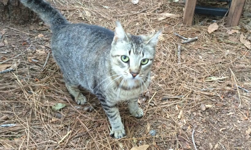 Residents care for Bluffton’s forgotten cats