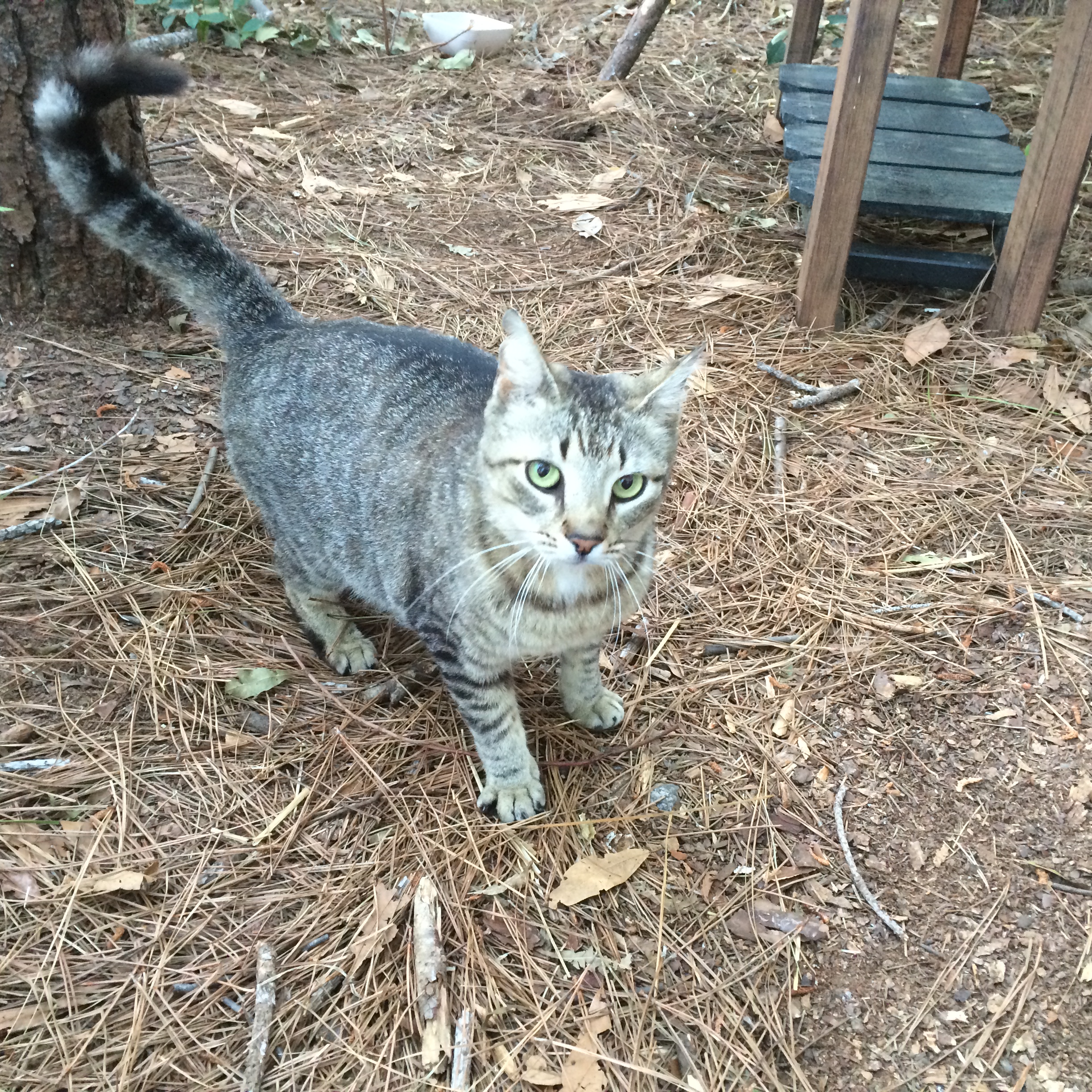 Residents care for Bluffton s forgotten cats  Palmetto 
