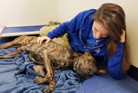 Healing on the horizon for shelter dog with broken legs