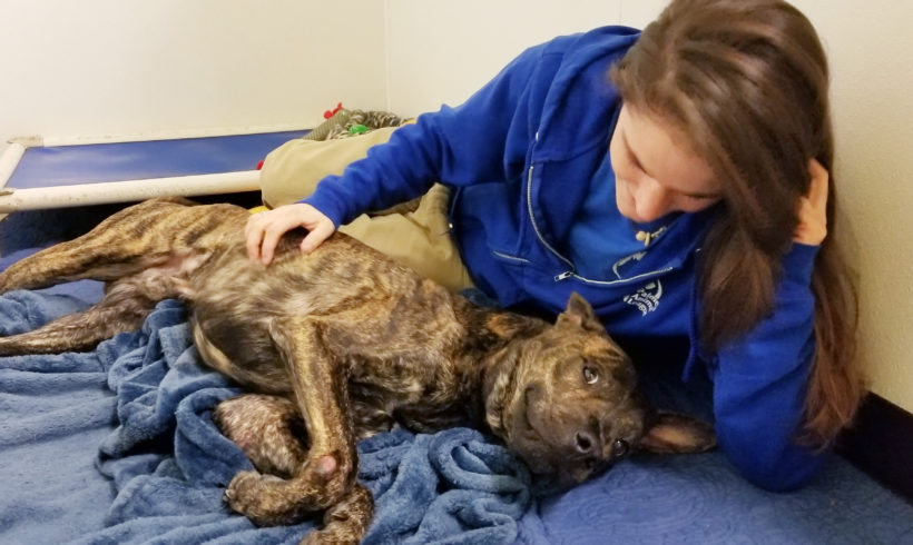 Healing on the horizon for shelter dog with broken legs