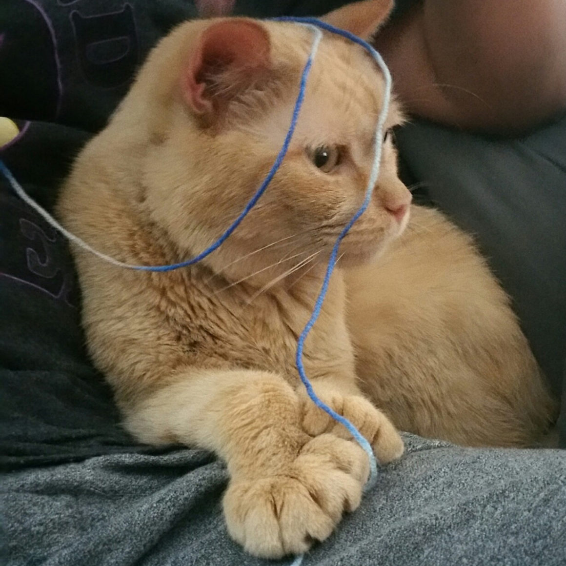 Senior Rescue Cat Loves to Crochet