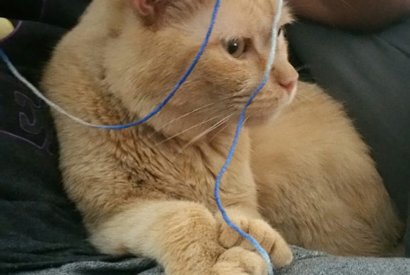 Senior Rescue Cat Loves to Crochet