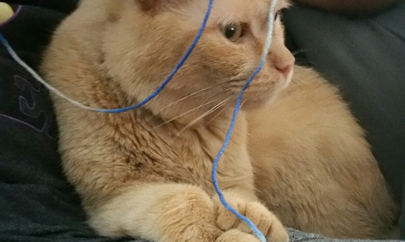 Senior Rescue Cat Loves to Crochet