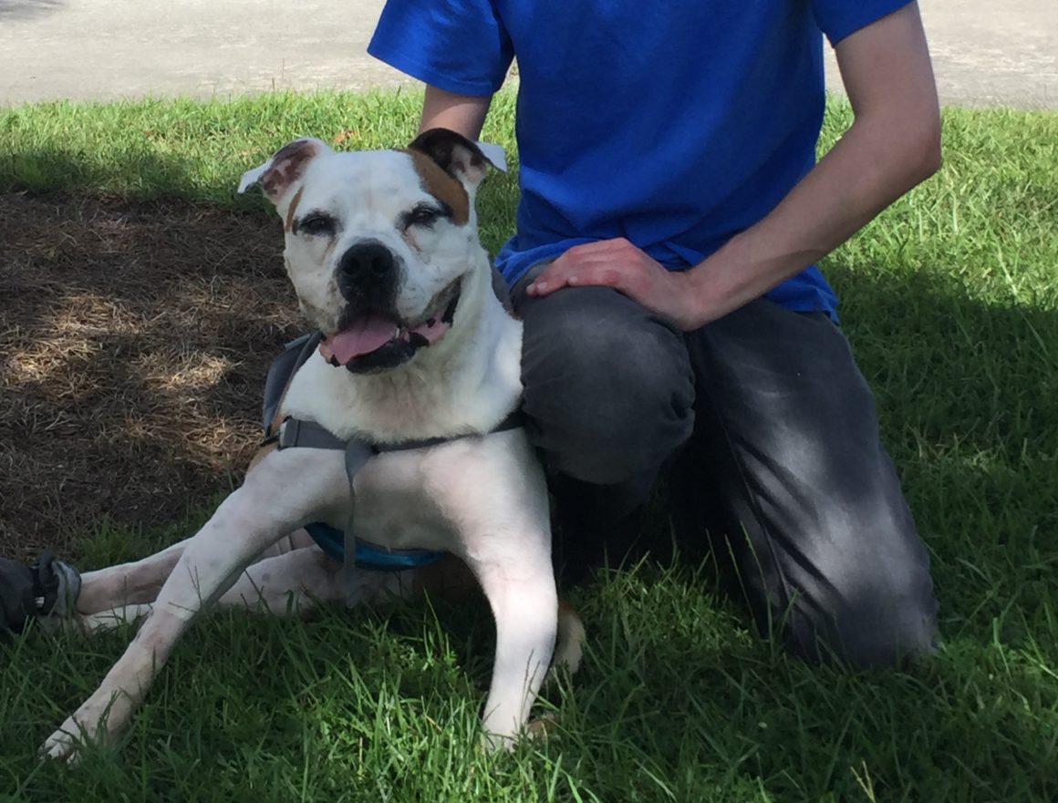 Shelter dog takes on struggles like a true Southern Belle