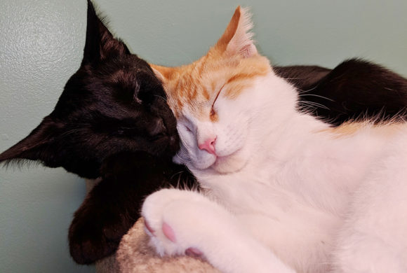 Shy shelter cats form a beautiful and unbreakable bond