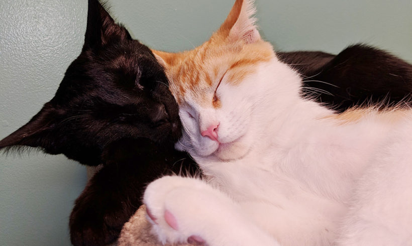 Shy shelter cats form a beautiful and unbreakable bond