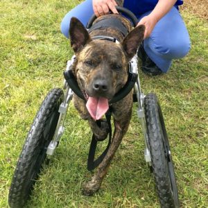 Shelter Dog Stands for Freedom