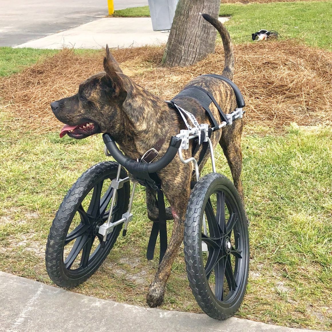 Shelter Dog Stands for Freedom