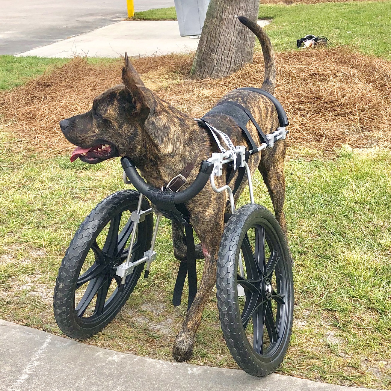 Shelter Dog Stands For Freedom Palmetto Animal League