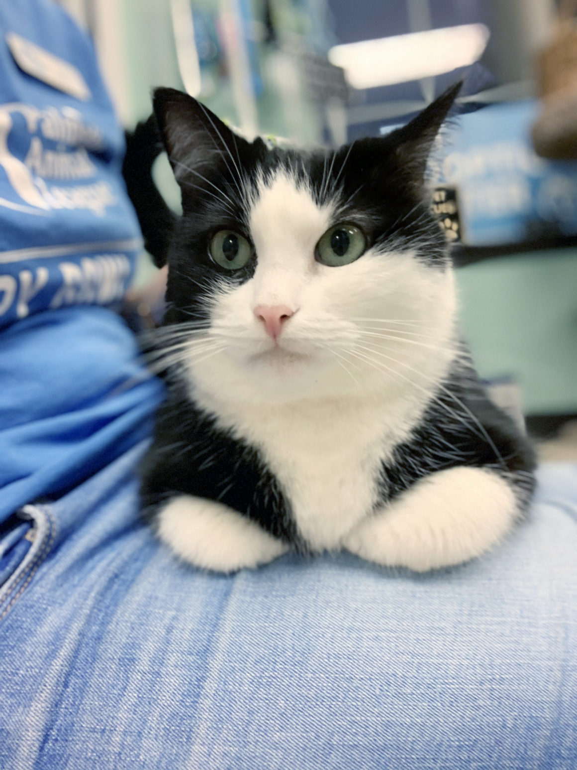 Cat longs to be adopted after 1,557 days at a local shelter