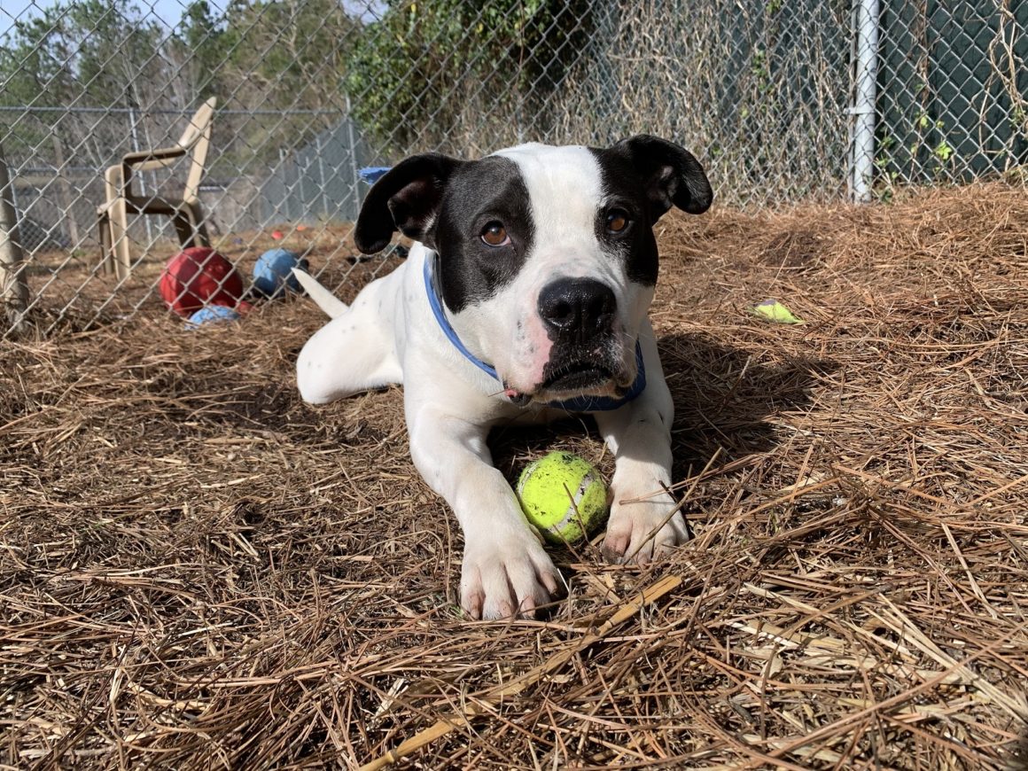 Unconditional love is as close as your nearest animal shelter