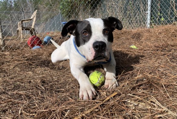 Unconditional love is as close as your nearest animal shelter