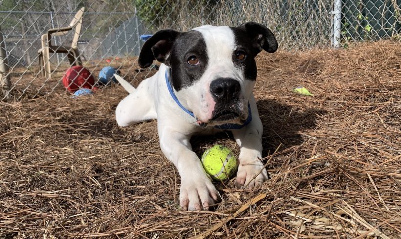 Unconditional love is as close as your nearest animal shelter