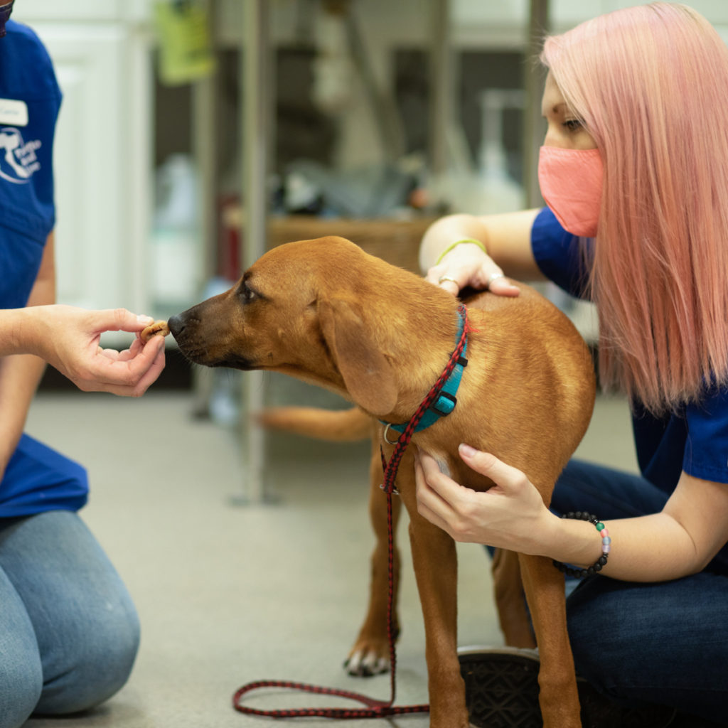 Veterinary Clinic - Palmetto Animal League