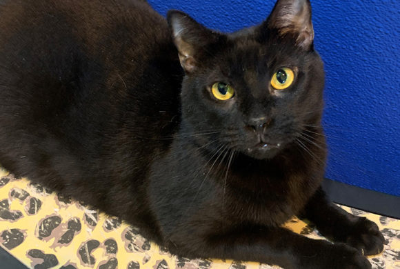 Cat sits at shelter for 1,007 days waiting for someone to adopt him