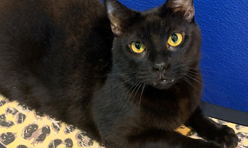 Cat sits at shelter for 1,007 days waiting for someone to adopt him