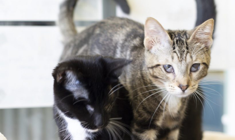 Sister shelter kittens “see” things a little differently