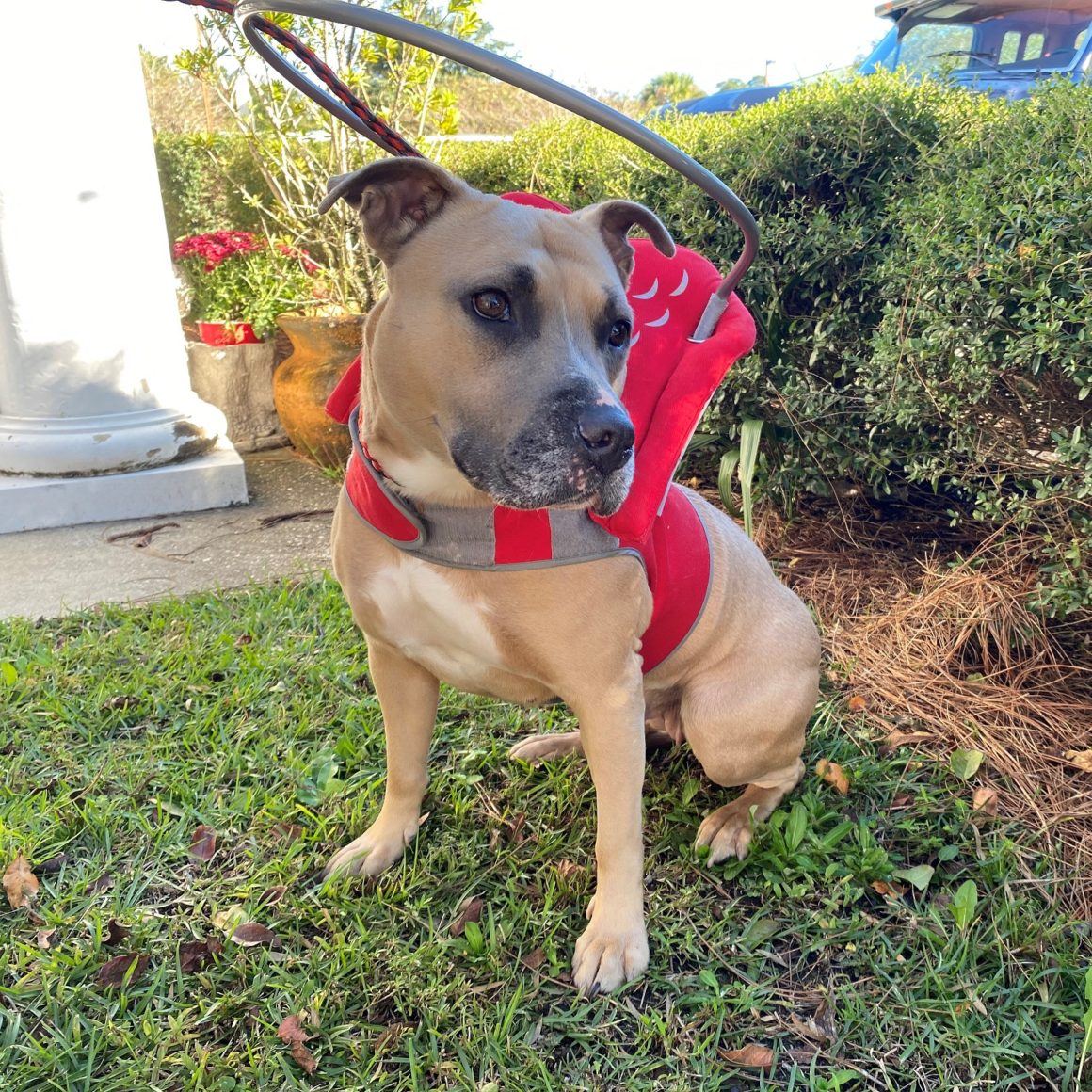 Halo collar helps shelter dog navigate life without sight