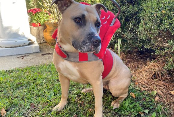 Halo collar helps shelter dog navigate life without sight