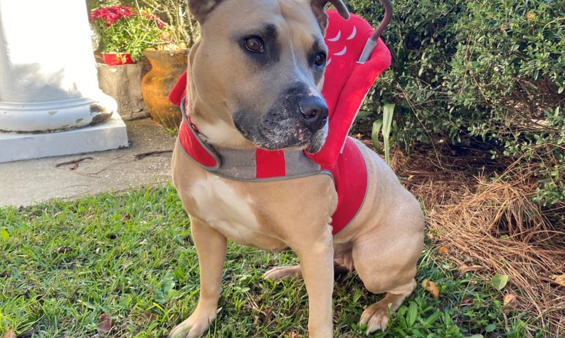 Halo collar helps shelter dog navigate life without sight