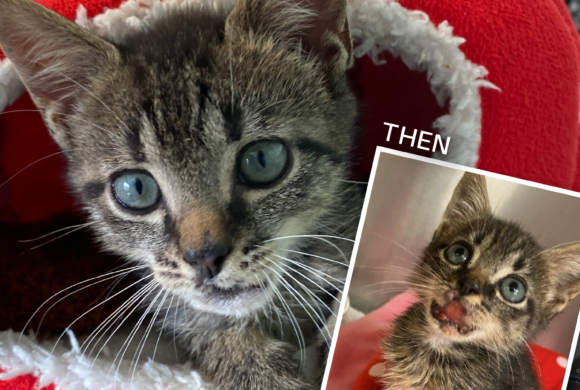 Rescue kitten weighing less than a pound finds hope and healing