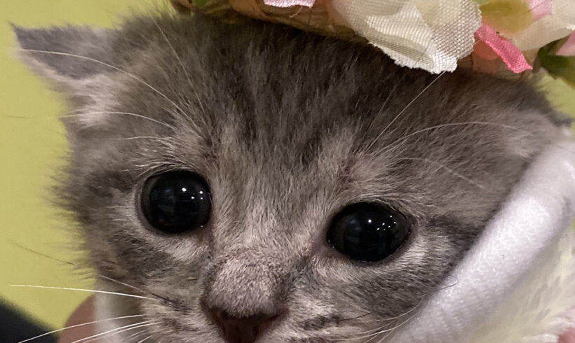 Tiny shelter kitten has the heart of a lion