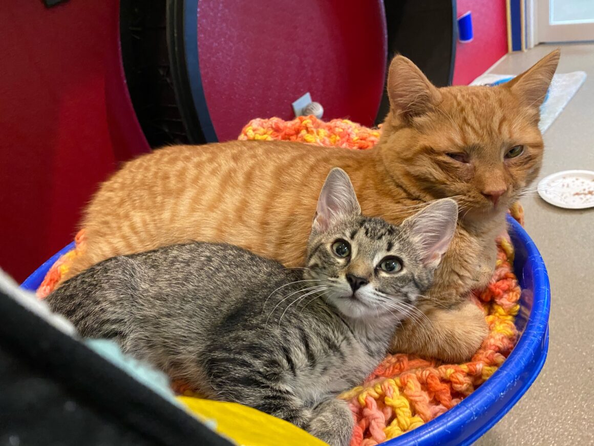 Shelter cat assumes role of “Dad” for homeless kitten