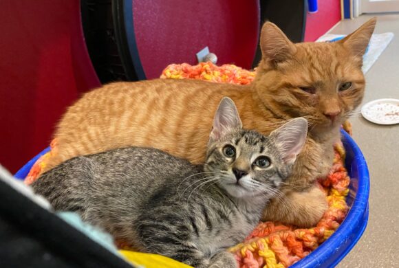 Shelter cat assumes role of “Dad” for homeless kitten