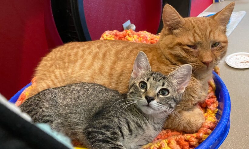 Shelter cat assumes role of “Dad” for homeless kitten