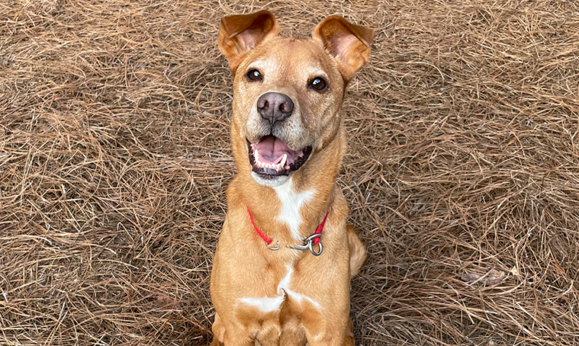 Adoptable dog loves bananas and trustworthy people