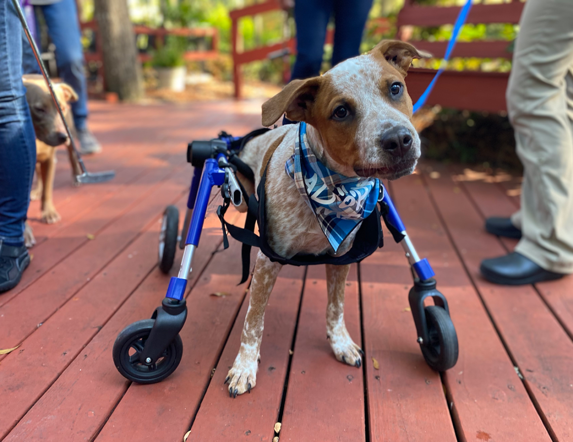 Wheeled cart changes the life of adoptable puppy