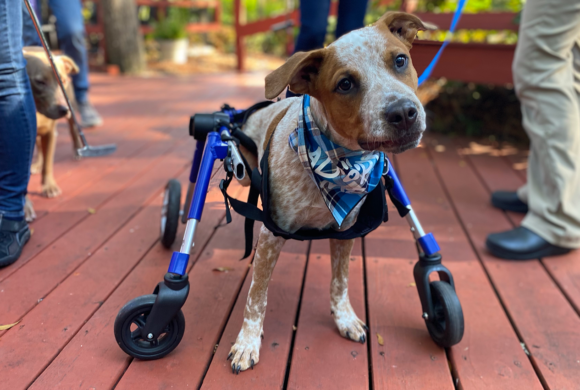 Wheeled cart changes the life of adoptable puppy