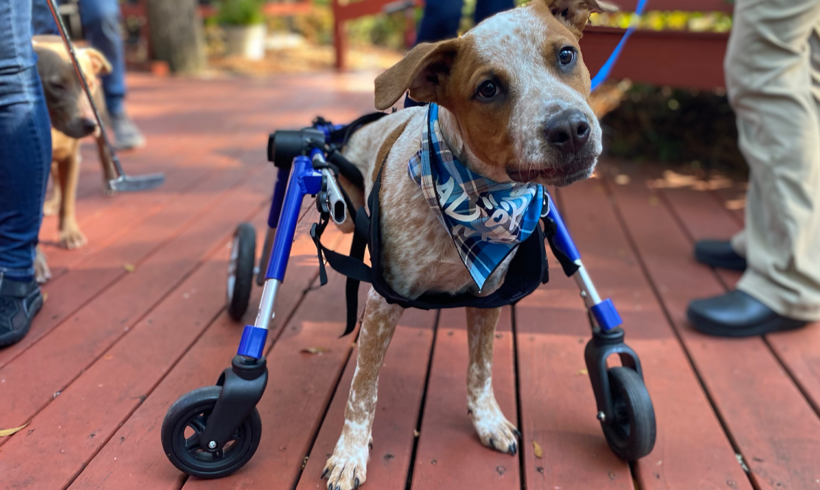 Wheeled cart changes the life of adoptable puppy