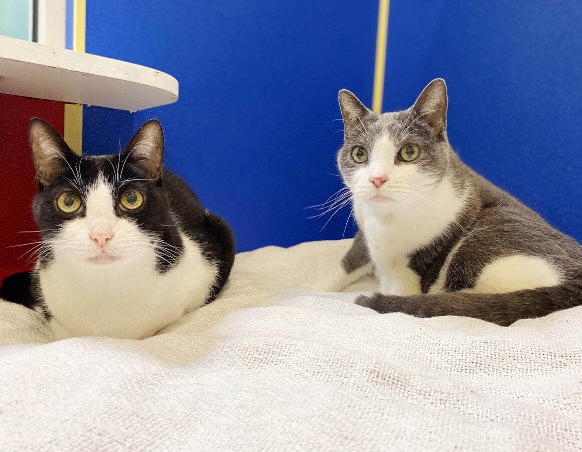 Cat siblings find their way back to PAL after 15 years