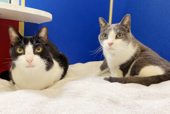 Cat siblings find their way back to PAL after 15 years