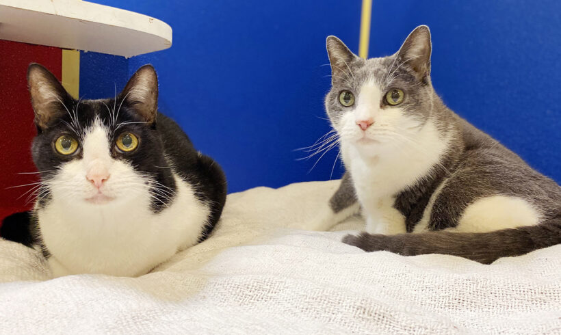 Cat siblings find their way back to PAL after 15 years