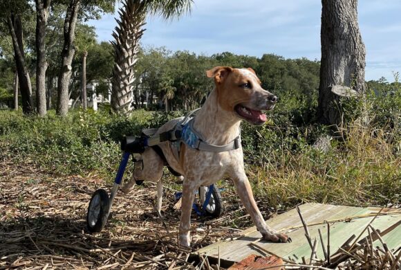 ‘Specially abled’ rescue pup waiting to find forever home