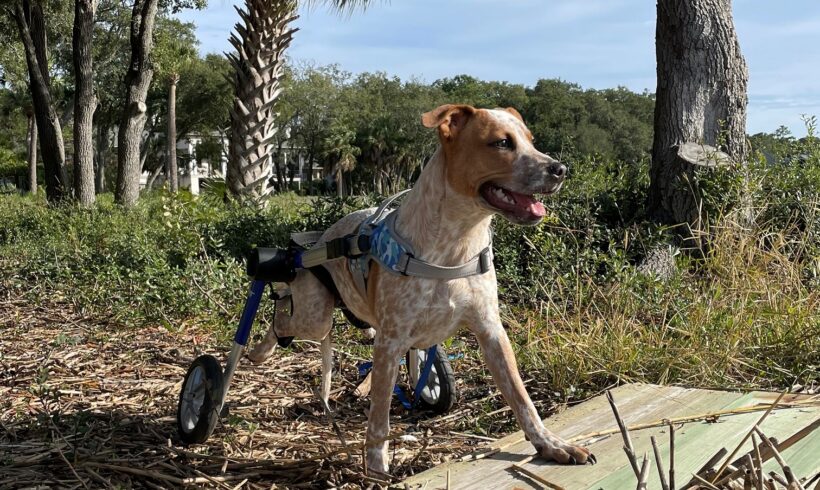 ‘Specially abled’ rescue pup waiting to find forever home