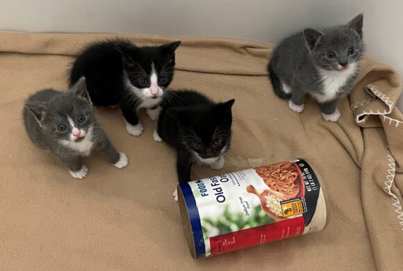 Help give homeless kittens get a great start in life