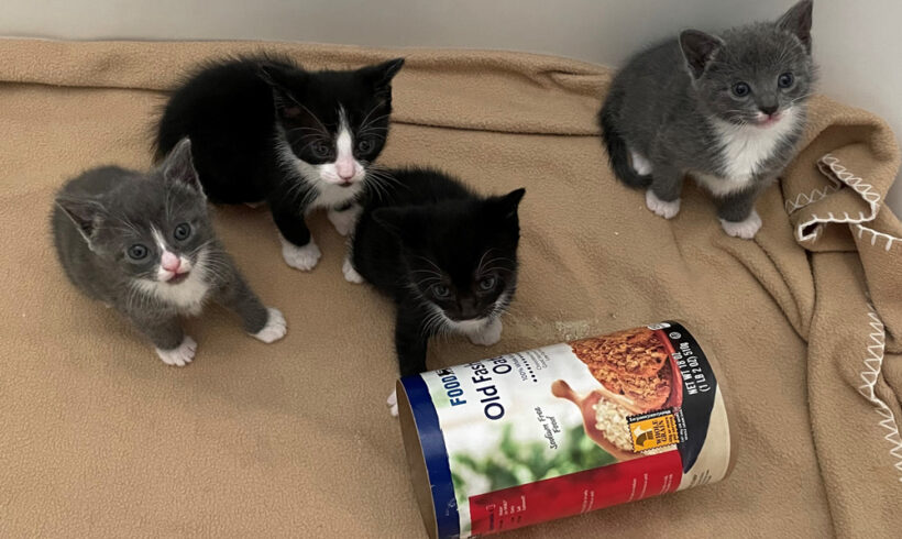 Help give homeless kittens get a great start in life