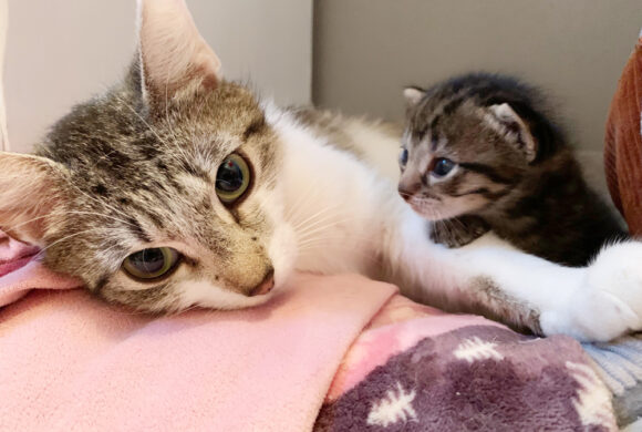 Shelter cat adopts newborn kitten found in rubble
