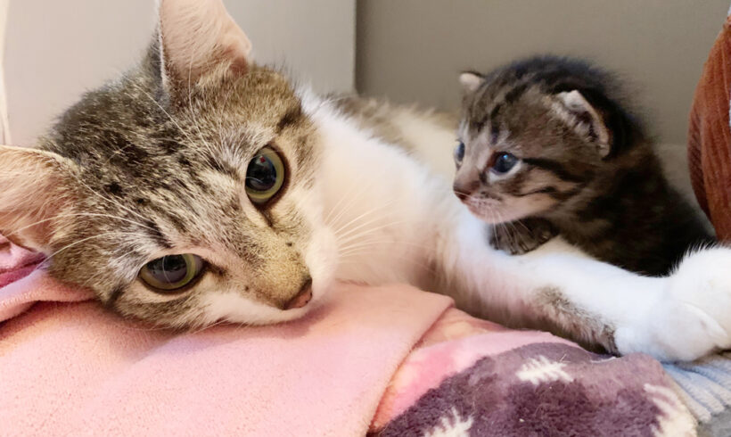 Shelter cat adopts newborn kitten found in rubble