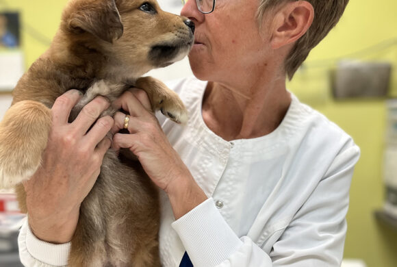 Lowcountry veterinarian finds her happy place after retiring