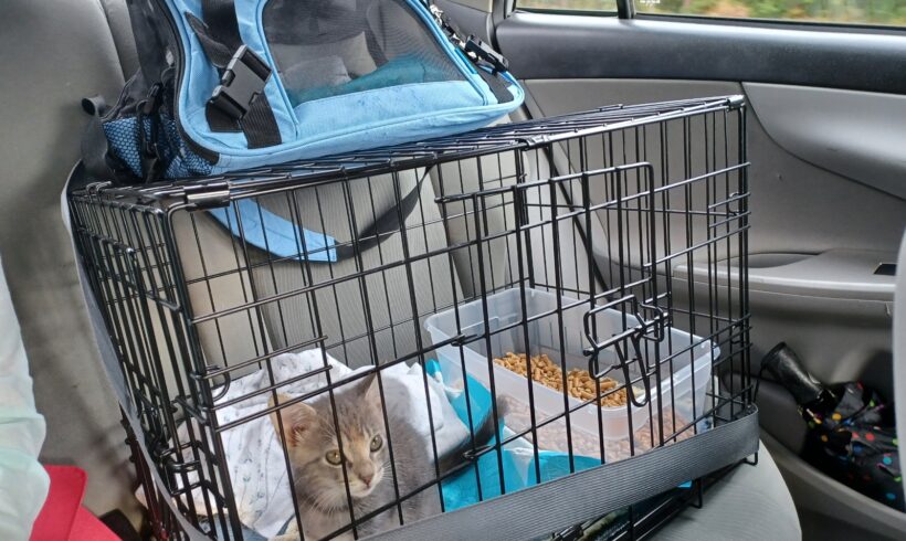 Foster Mom Goes Above and Beyond to Help Kitten