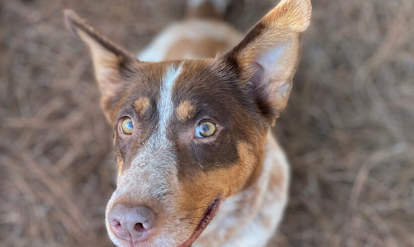 Homeless dog seeks like-minded human with a zest for life!