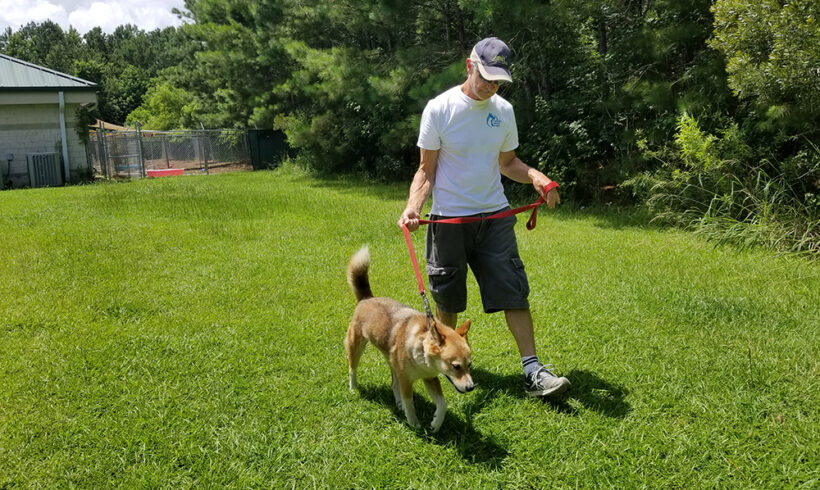 Bluffton Man finds peace and happiness volunteering with shelter dogs.