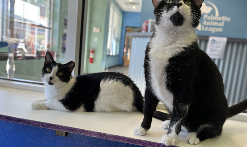 Two cats with traumatic pasts find peace and love at a local shelter