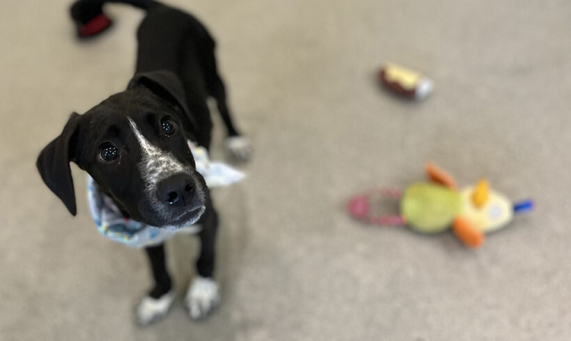 Blind shelter puppy searches for a soulmate